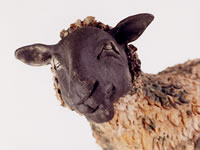 Sheep and Lambs