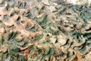 Sheep Texture