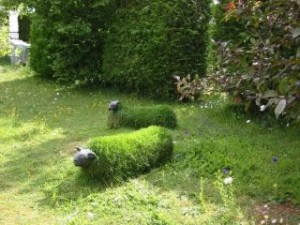Sheep Heads in the Garden!