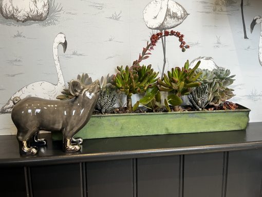 Mini Pigs with Gold or Platinum  lustre boots - Image 15