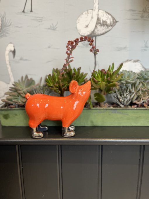 Mini Pigs with Gold or Platinum  lustre boots - Image 14