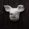 White pig head