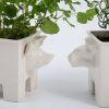 Pig headed planter