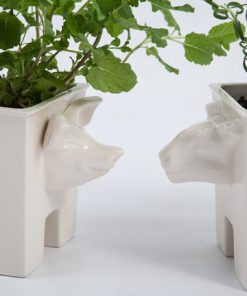 Pig headed planter