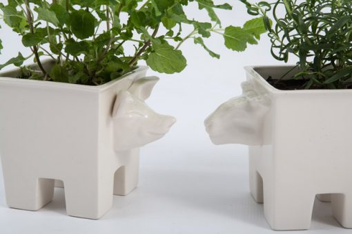 Pig headed planter
