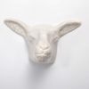 Sheep head white crackle