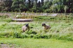 SHEEPVEIW104