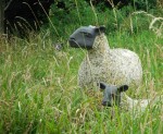 gilbertsheepbig1