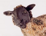 Sheep close up